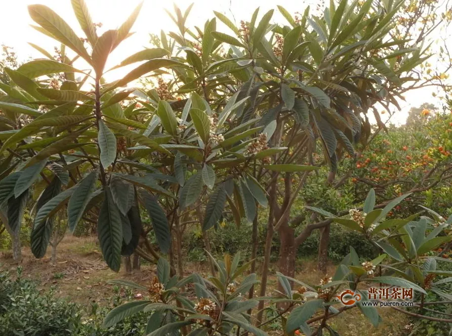  枇杷花茶會(huì)過(guò)期嗎？枇杷的保存方法