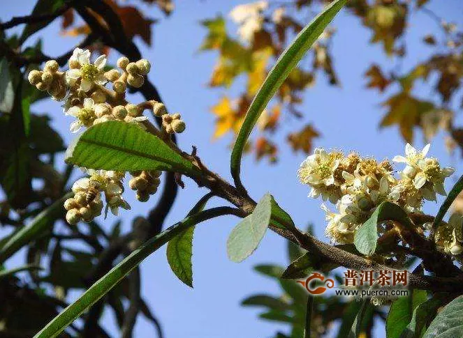  枇杷花茶會(huì)過(guò)期嗎？枇杷的保存方法