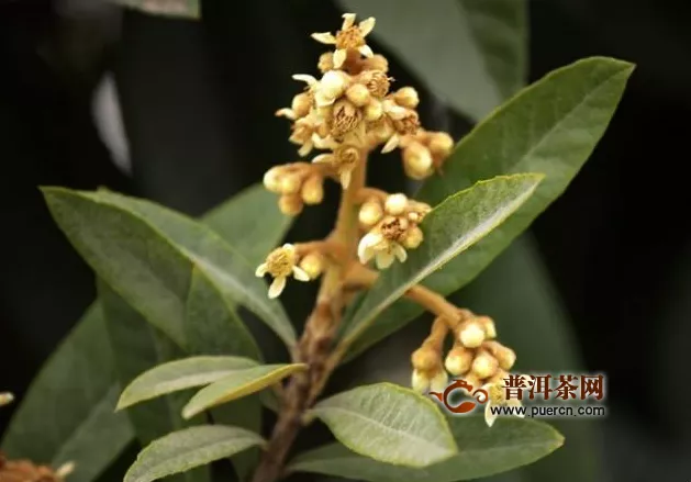  枇杷花茶會(huì)過(guò)期嗎？枇杷的保存方法