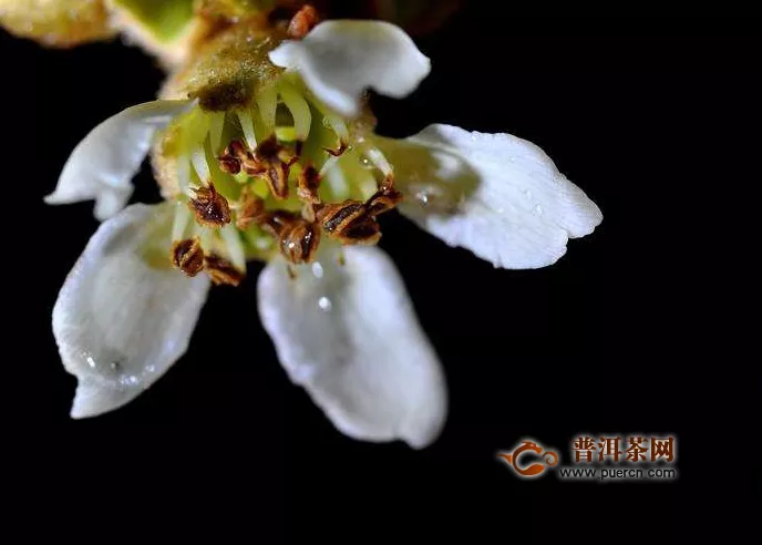 枇杷花茶的功效與禁忌，枇杷花煮水的禁忌