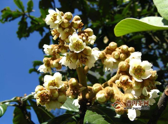 枇杷花能直接煮嗎？枇杷花怎么煮？