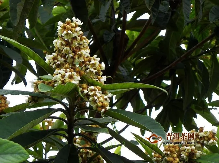 枇杷花能直接煮嗎？枇杷花怎么煮？