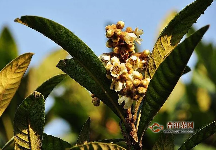 枇杷花能直接煮嗎？枇杷花怎么煮？