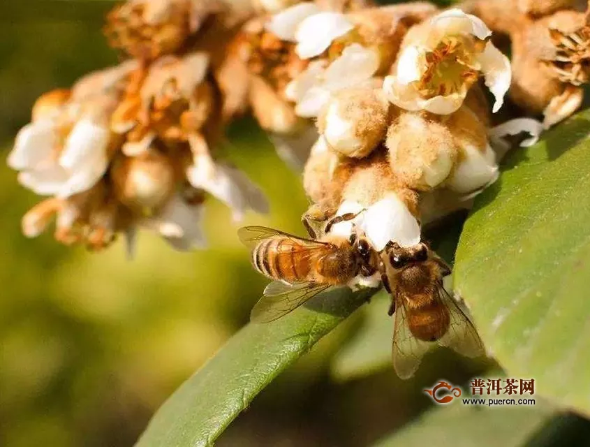 枇杷花茶制作，枇杷花要怎么吃？