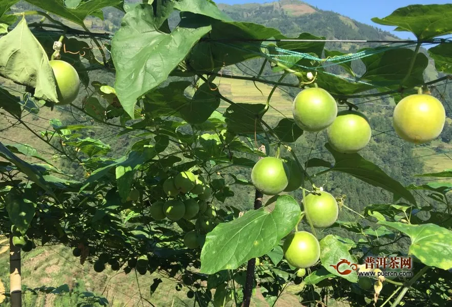 罗汉果花茶搭配什么功效？罗汉果怎么吃？