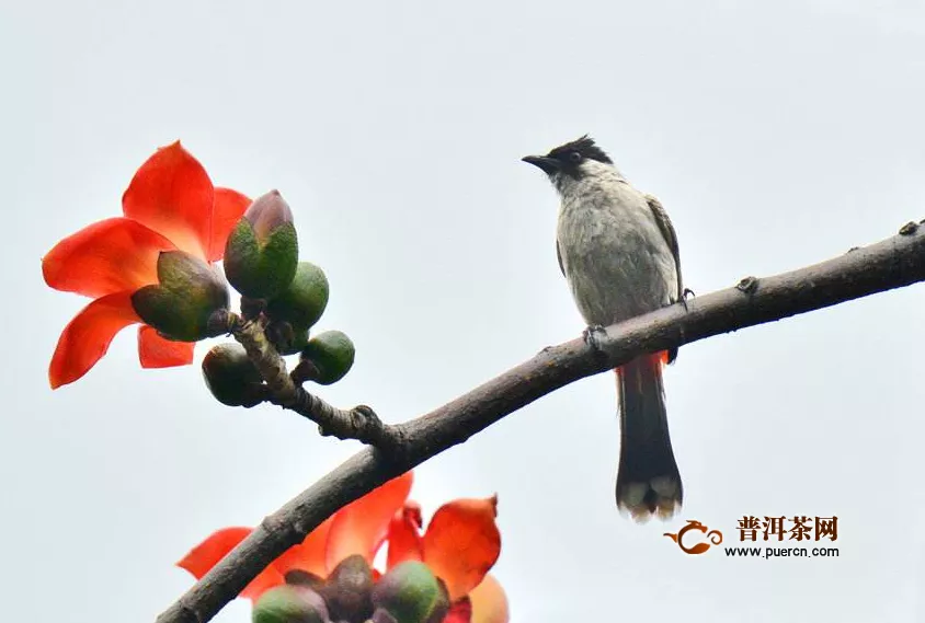 木棉花可以泡水喝嗎？木棉花怎么泡水喝？