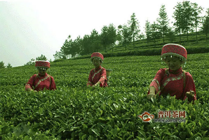 兰溪毛峰茶的产地及特点