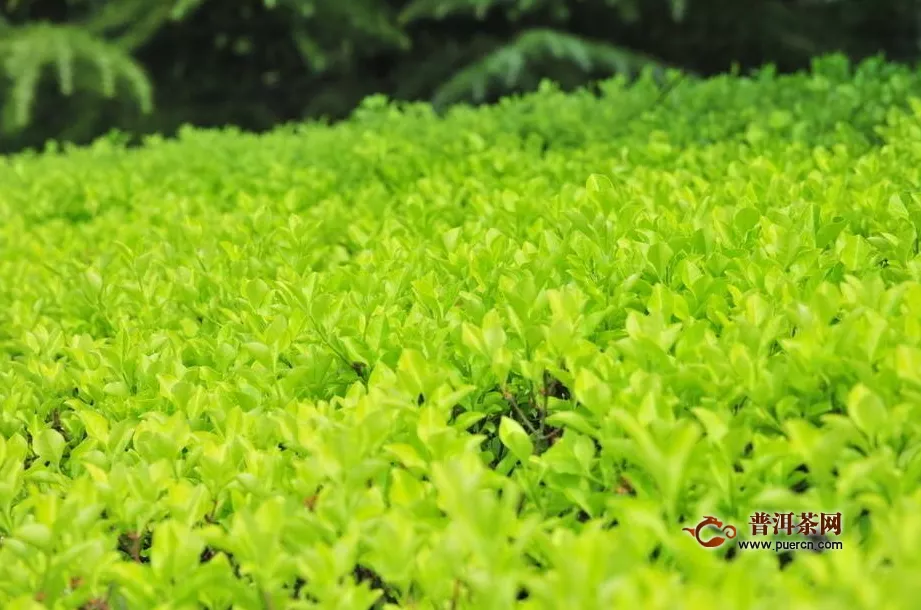  竹叶青茶叶多少钱一斤？竹叶青茶如何鉴别？