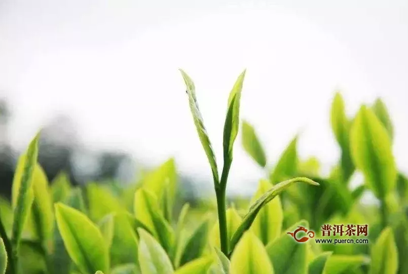 竹叶青属于炒青绿茶吗？竹叶青茶叶属于绿茶