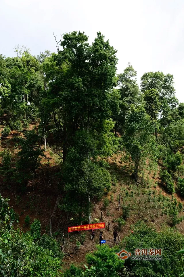 彩農(nóng)茶月光混班章  繞指成柔腸