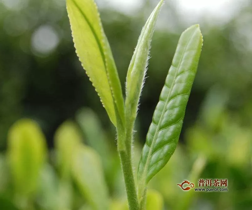 廬山云霧茶如何泡？云霧茶沖泡注意事項(xiàng)