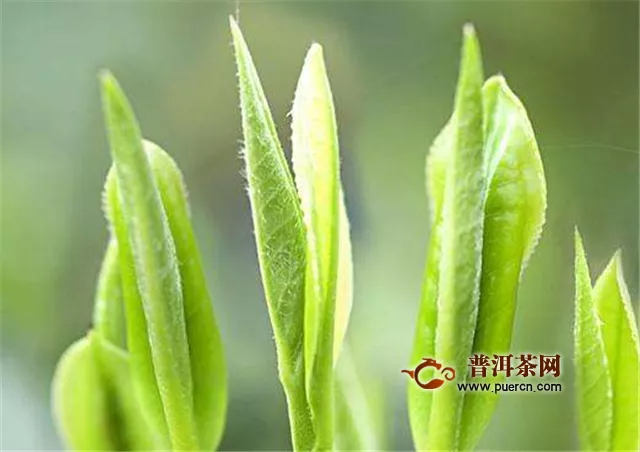 都勻毛尖和雀舌茶的采摘標(biāo)準(zhǔn)一樣嗎？