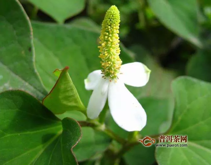 鱼腥草的功效与作用，鱼腥草的化学成分