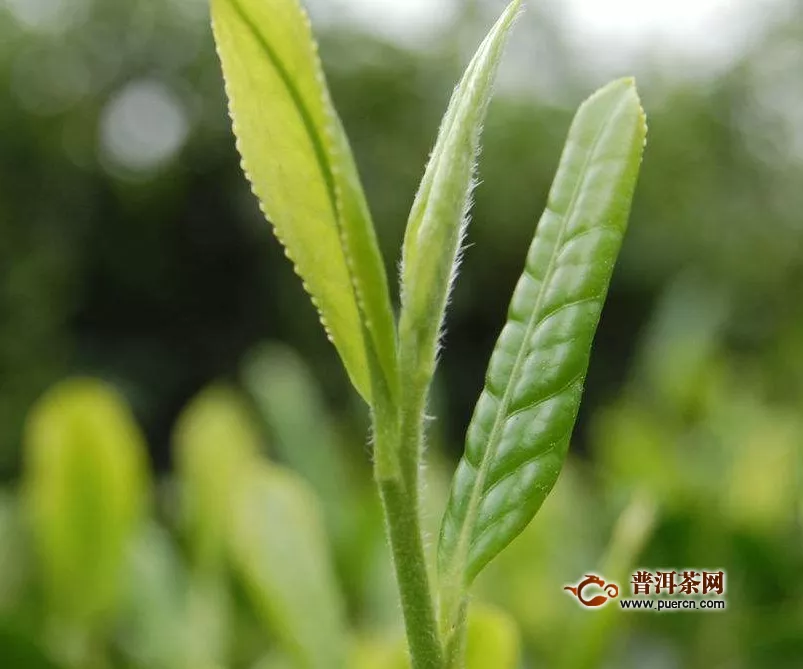 喝綠茶對(duì)人體好嗎？