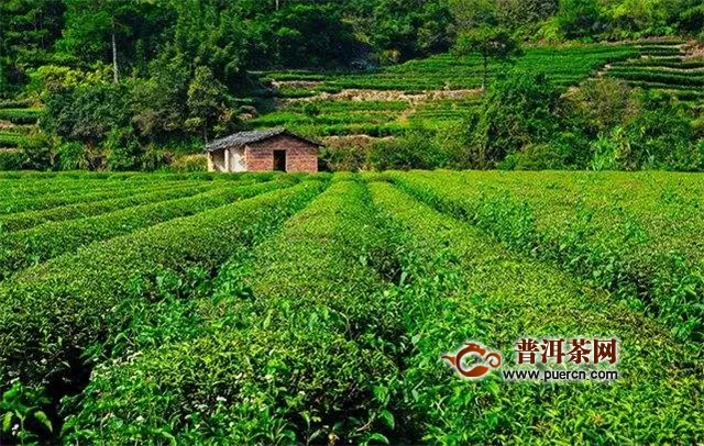 中国红茶的地域分类