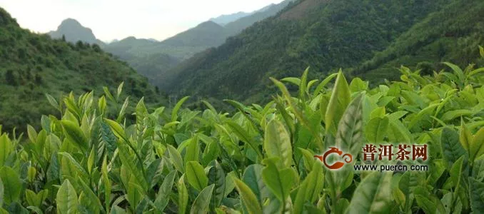 樂(lè)昌白毛茶產(chǎn)地在哪里