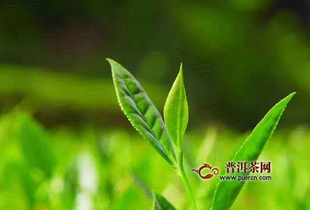 水金龟茶叶的价格