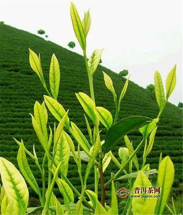 安吉白茶和福鼎白茶的茶樹(shù)品種的區(qū)別