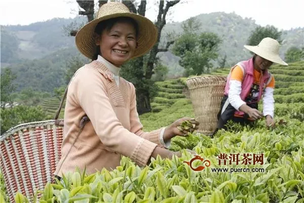 大理永平县：离天空最近的茶园，家家种上脱贫茶
