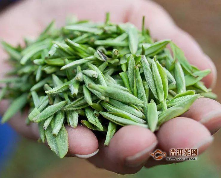  信阳毛尖是雀舌茶吗？