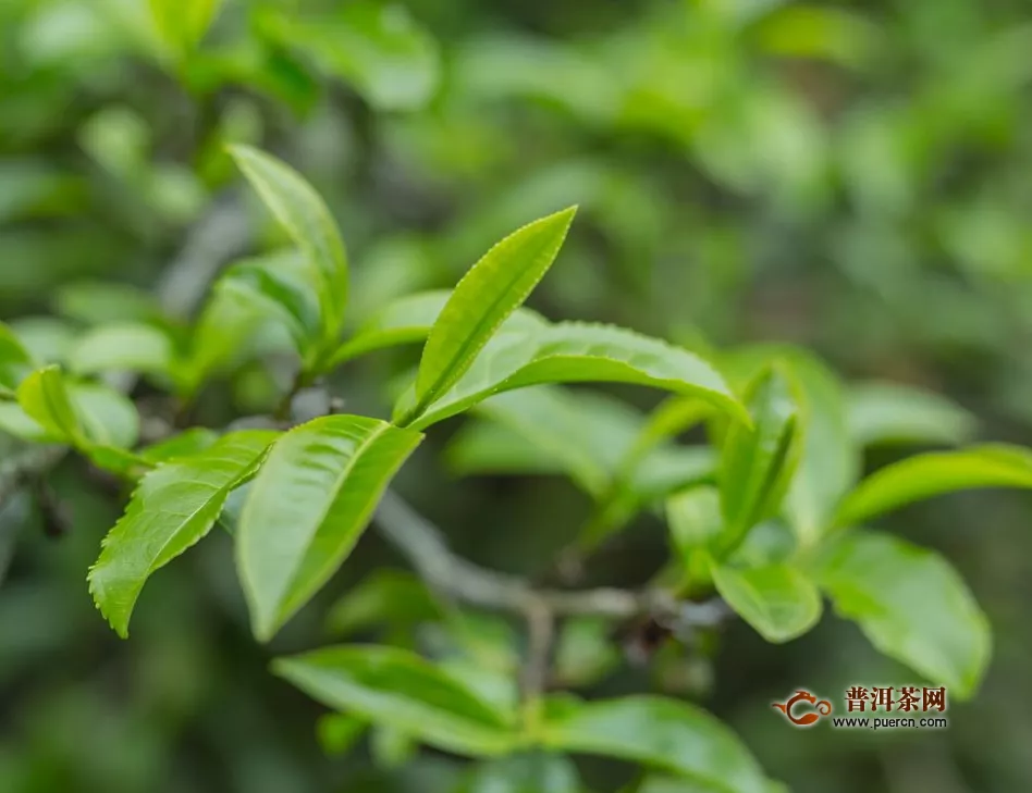 竹叶青茶多少钱一斤？
