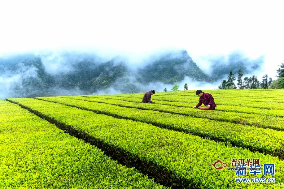 湖北鹤峰成为了有机茶第一县的名号