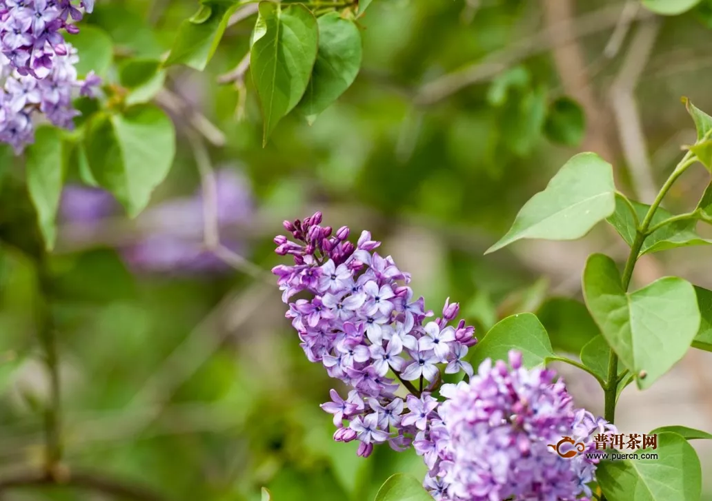 丁香花茶的功效與禁忌