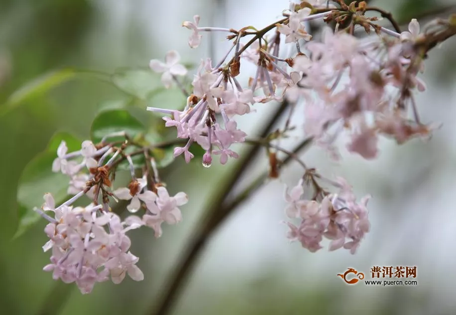 丁香花茶的功效與禁忌