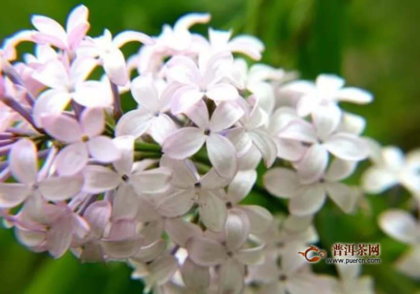 丁香花與茉莉泡水