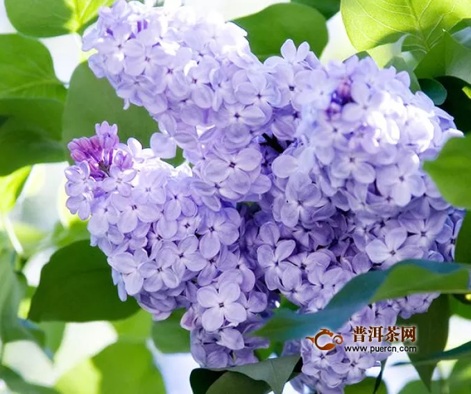 丁香花與茉莉泡水