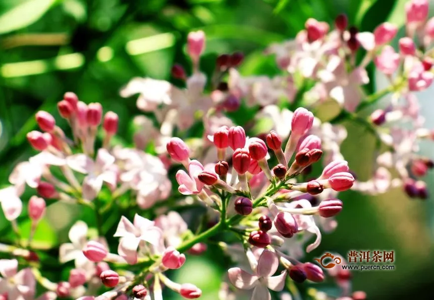 丁香花與茉莉泡水