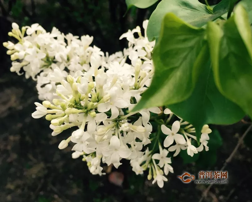 丁香花與茉莉泡水