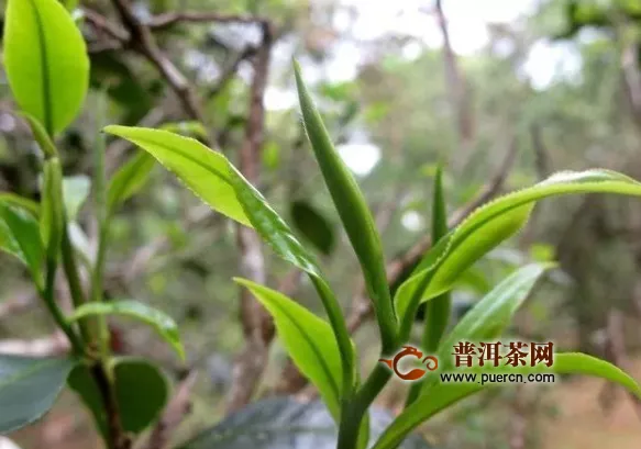 第八届贵州茶业经济年会将于20日在贵阳开幕