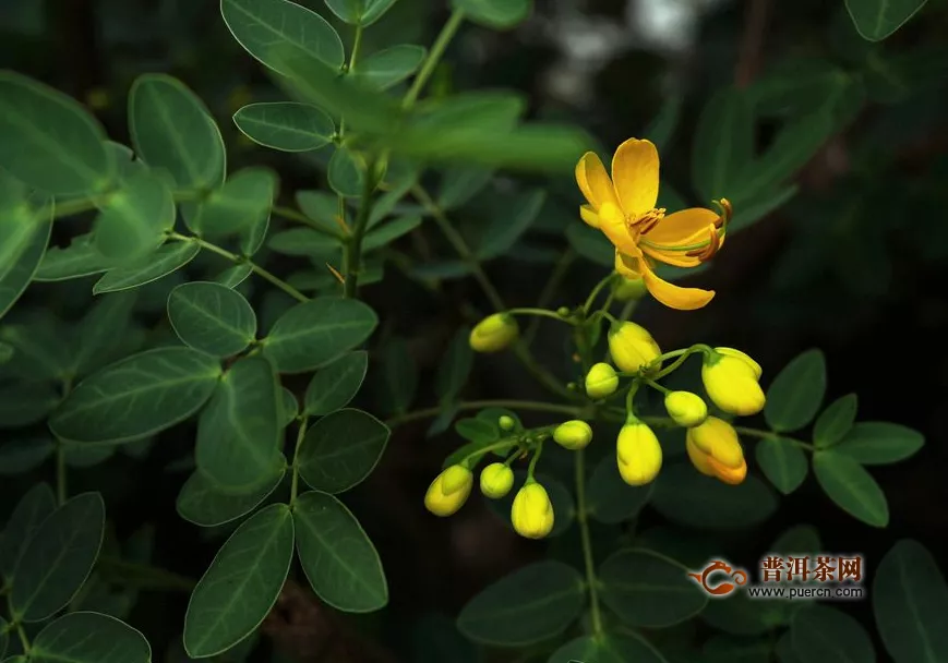 決明子泡水喝竟有6個(gè)害處，決明子泡水喝的注意事項(xiàng)