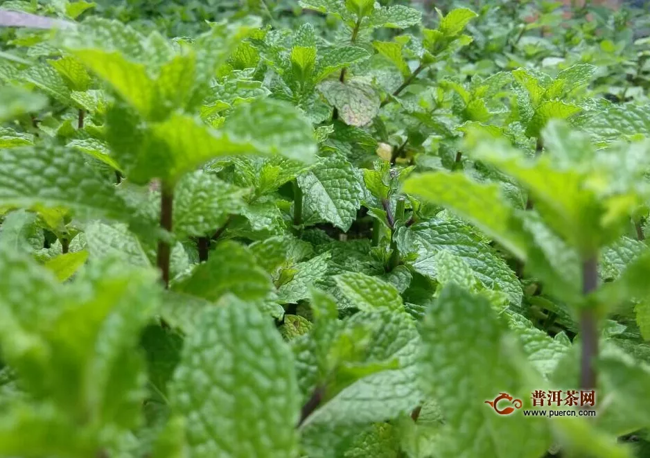 薄荷檸檬茶功效與禁忌