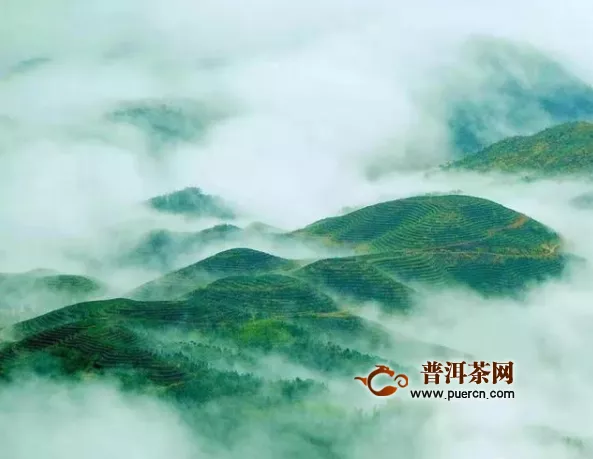 山海相接，茶香悠遠(yuǎn)