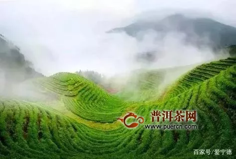 山海相接，茶香悠遠(yuǎn)