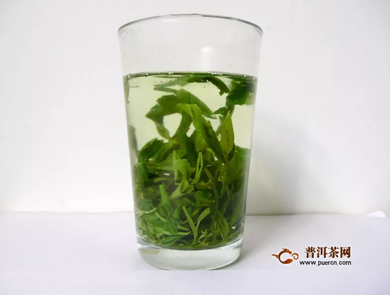 崂山绿茶采摘季节