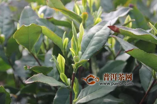 “北茶36”茶树新品种通过了国家品种登记