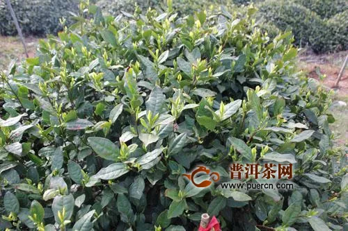 “北茶36”茶树新品种通过了国家品种登记