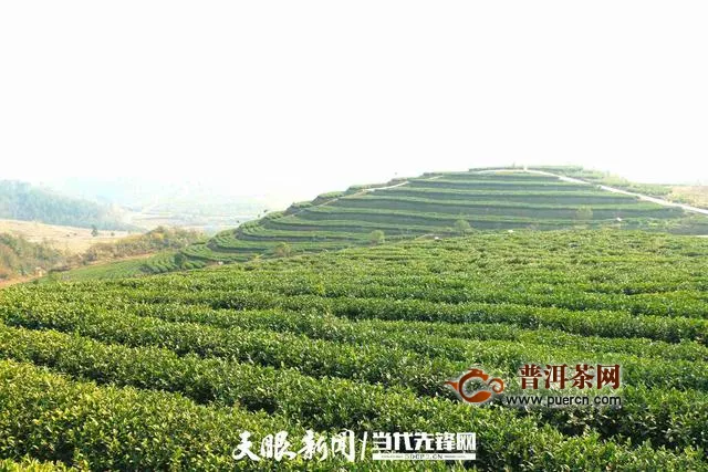瓮安县茶叶种植地带动千人增收入