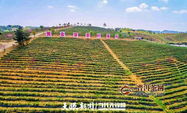 瓮安县茶叶种植地带动千人增收入