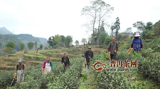 彭水县大力发展白茶产业助农户脱贫