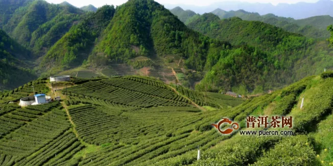 为日照茶产业提质增效献策