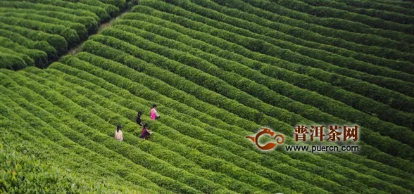 2020第十七届上海国际茶业博览会将举办