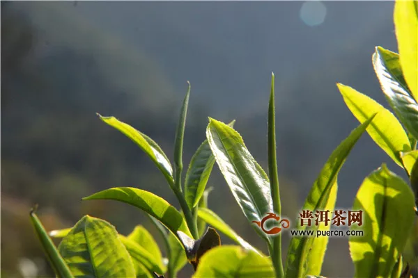 毛峰茶和武陽春雨哪個(gè)好？