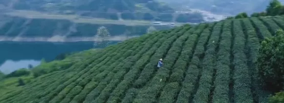 2019贵州茶行业十大新闻发布，“省委书记为贵州茶代言”等入选