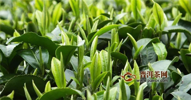 烘青绿茶的主要品种