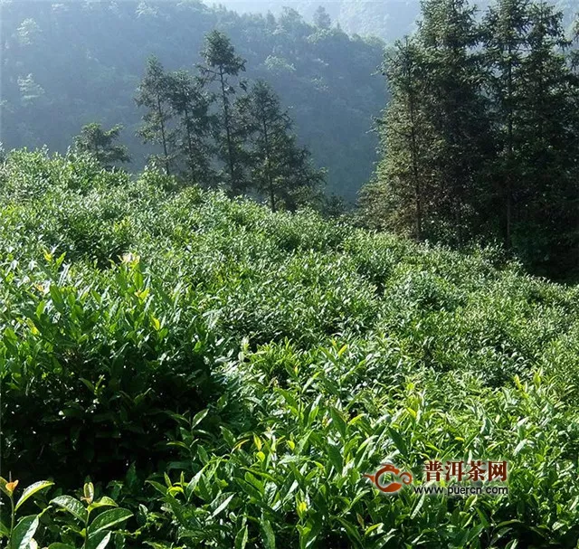 寿眉白茶，是公认安全又营养的绿色健康饮品！