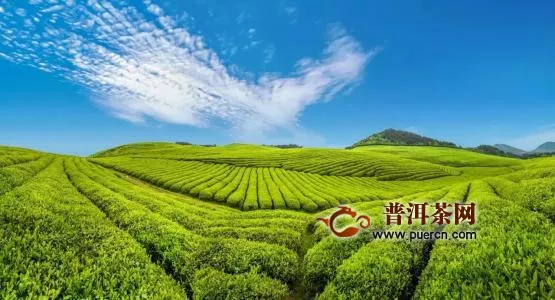 武阳春雨茶的品质特点是什么